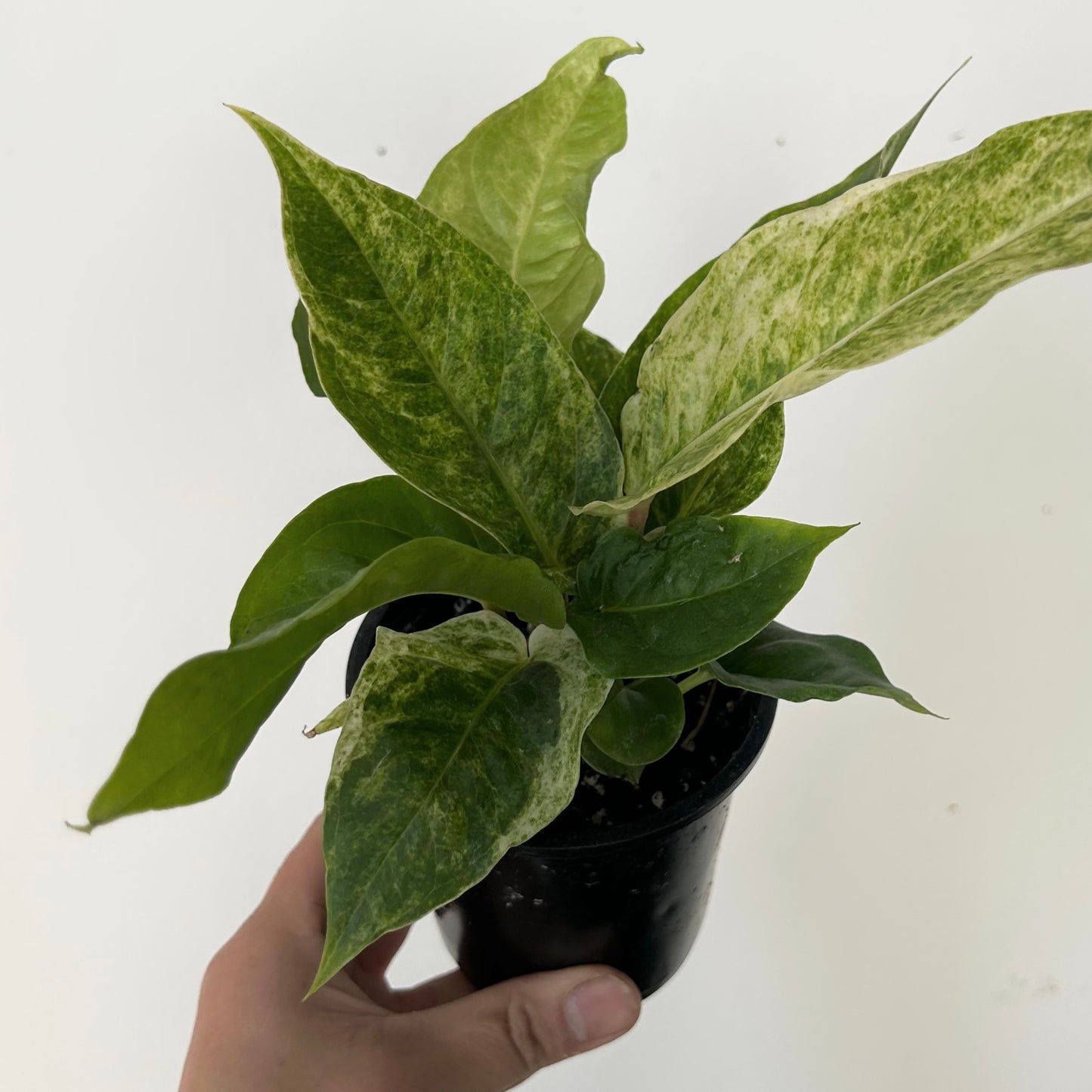 Variegated Birdnest Anthurium (Hookeri) 4" pot