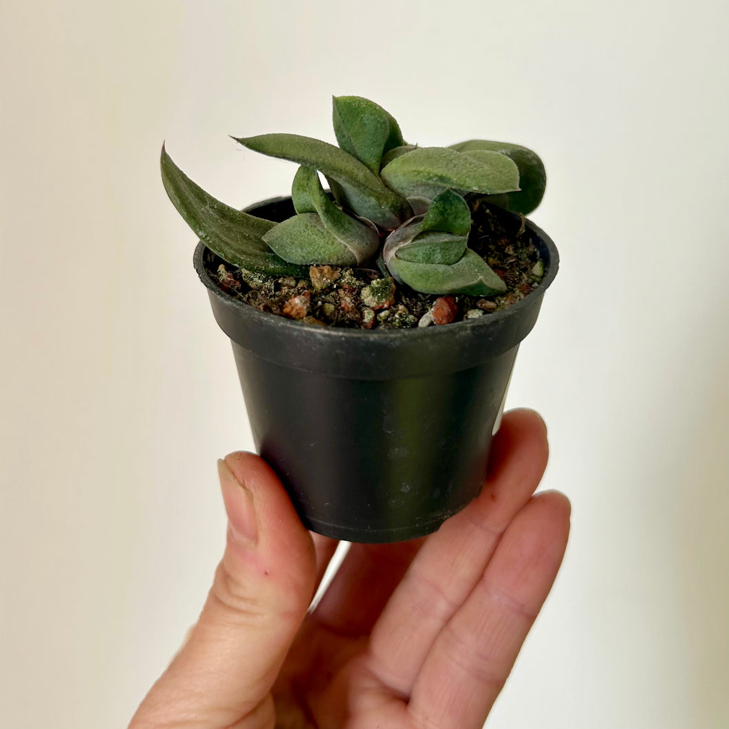 Ox Tongue Succulent  (Gasteria glomerata) 2.5” pot