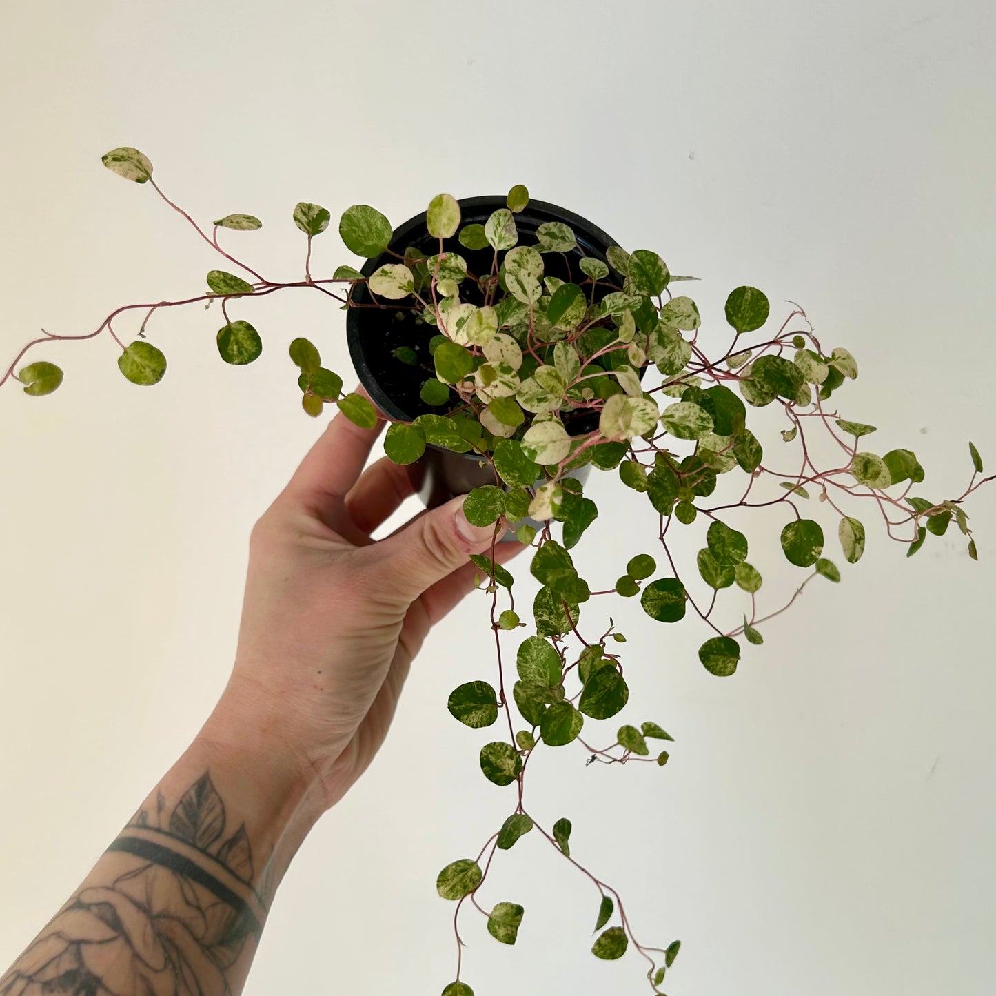 Variegated Angel Vine (Muehlenbeckia Axillaris) 3.5” pot