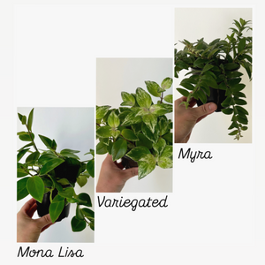 Lipstick TRIO PLANT BUNDLE