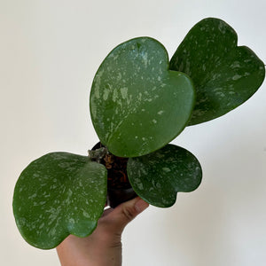 Sweetheart Hoya Vine "Splash" (Kerrii) 3" pot