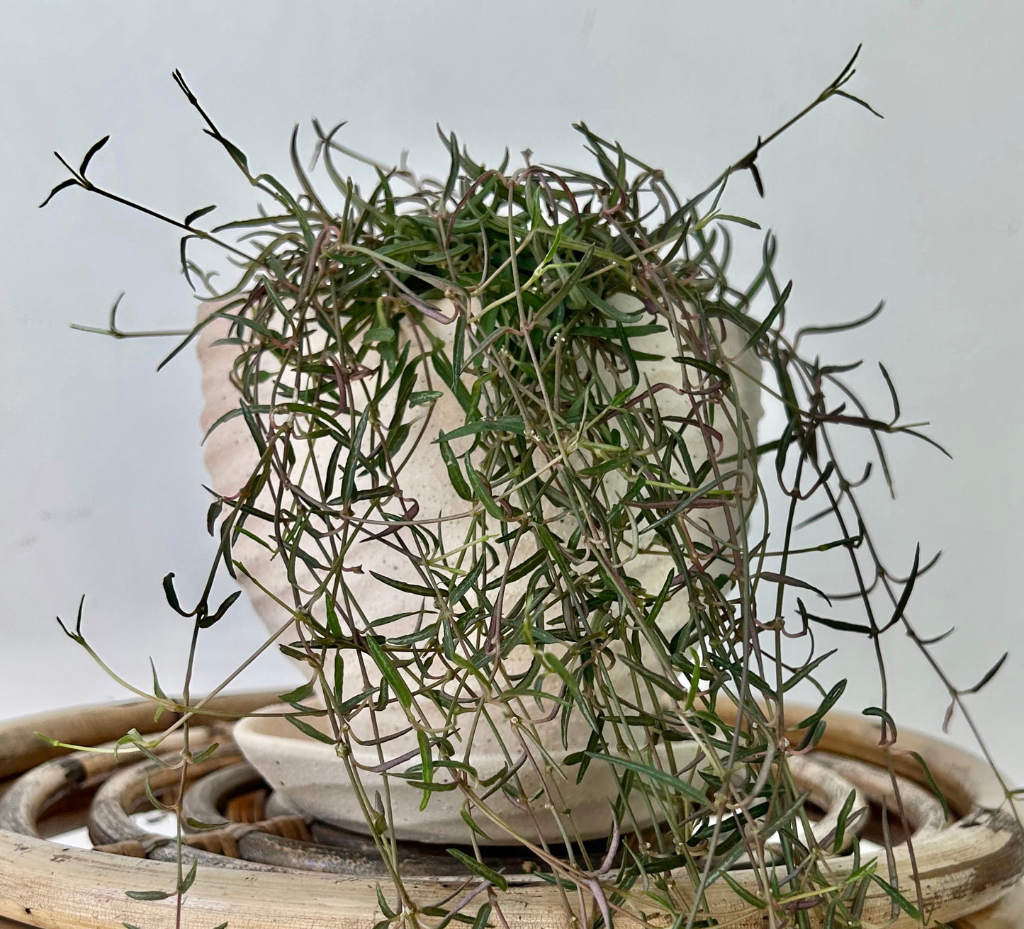 String of Needles (Ceropegia linearis) 3.5” pot