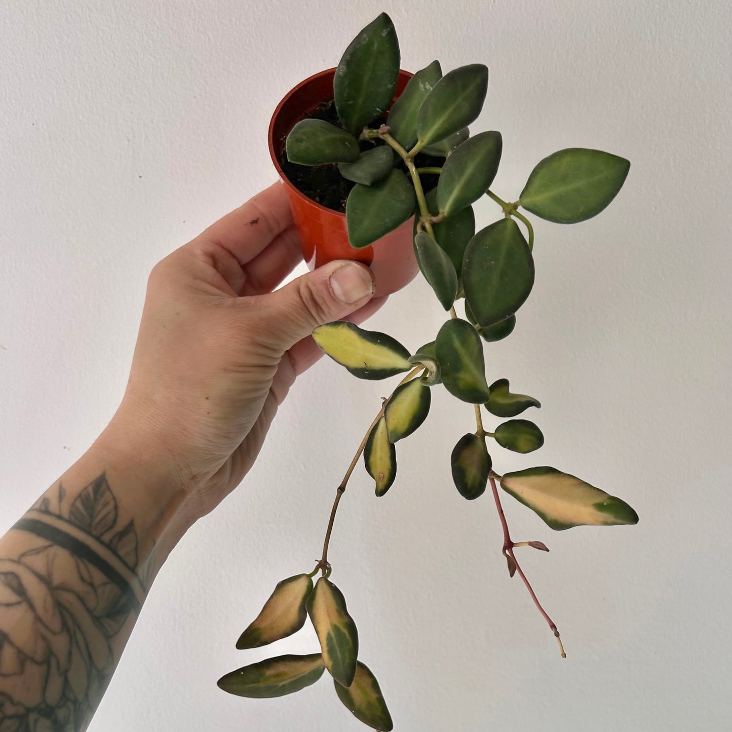 Hoya sp. aff. burtoniae variegated 3”pot