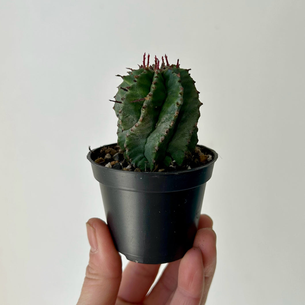 Euphorbia polygona 2.5” pot