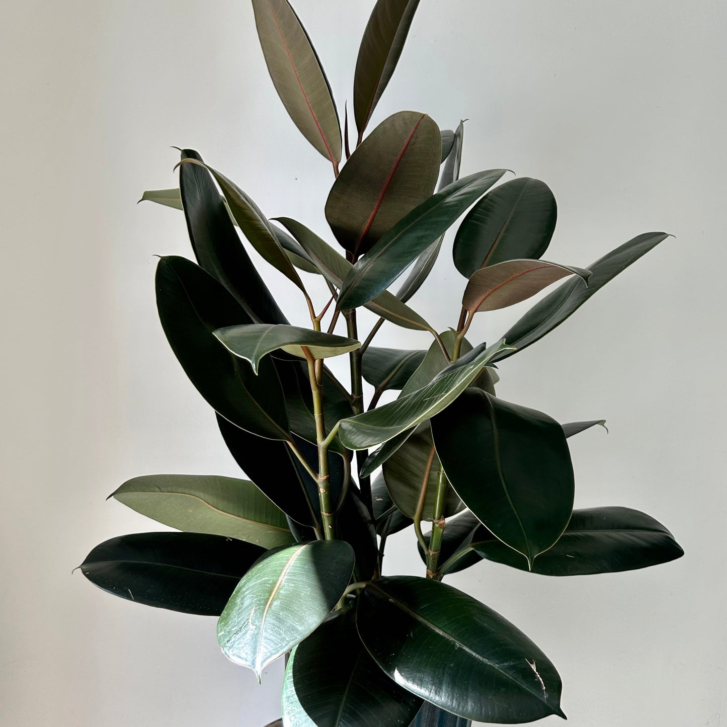Burgundy Rubber Fig  (Ficus Elastica) approximately 3.5ft tall in 10”pot