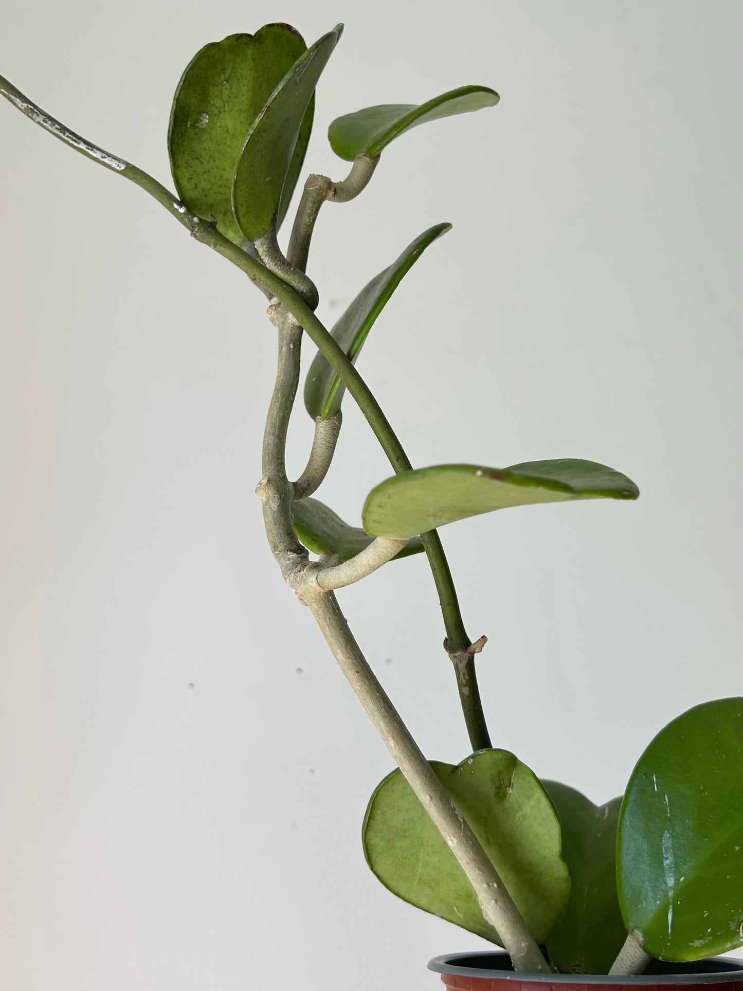 Sweetheart Hoya Vine (Kerrii) 4”pot