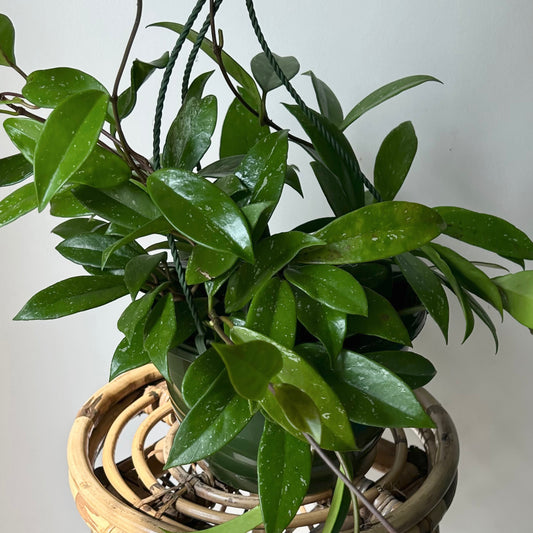 Hoya pubicalyx 8”hanging basket