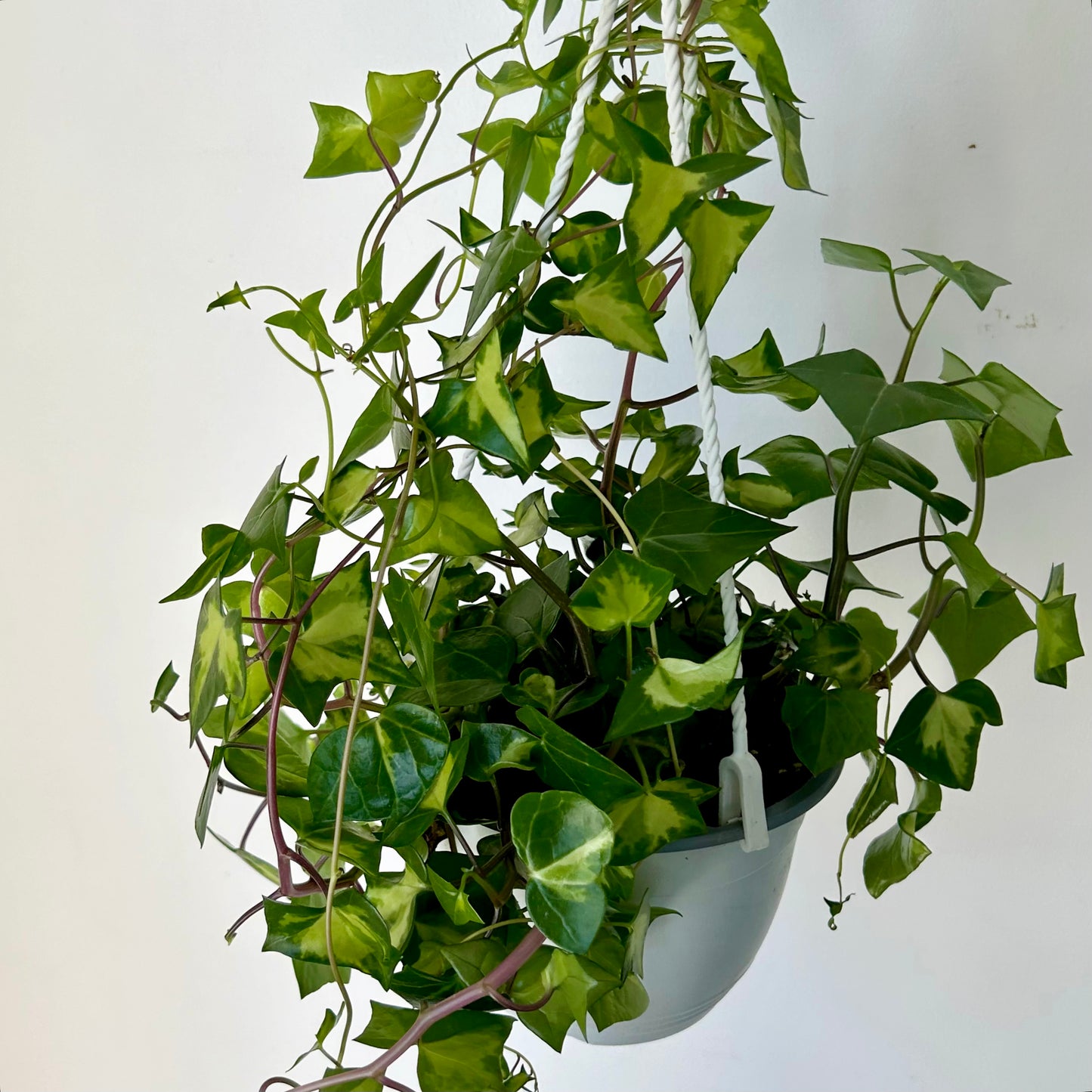 Variegated Wax Ivy (Senecio macroglossus) 6” hanging basket
