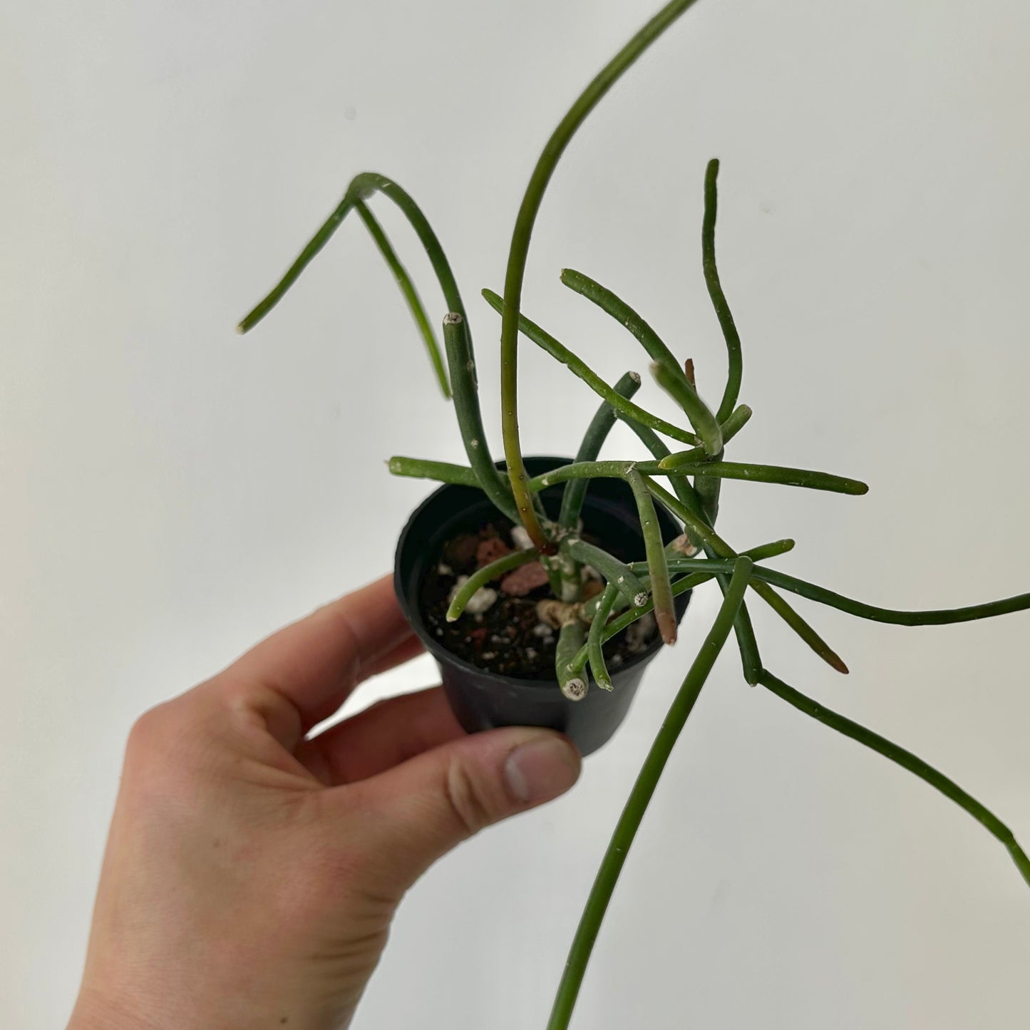 Rhipsalis baccifera mauritiana 2.5”pot