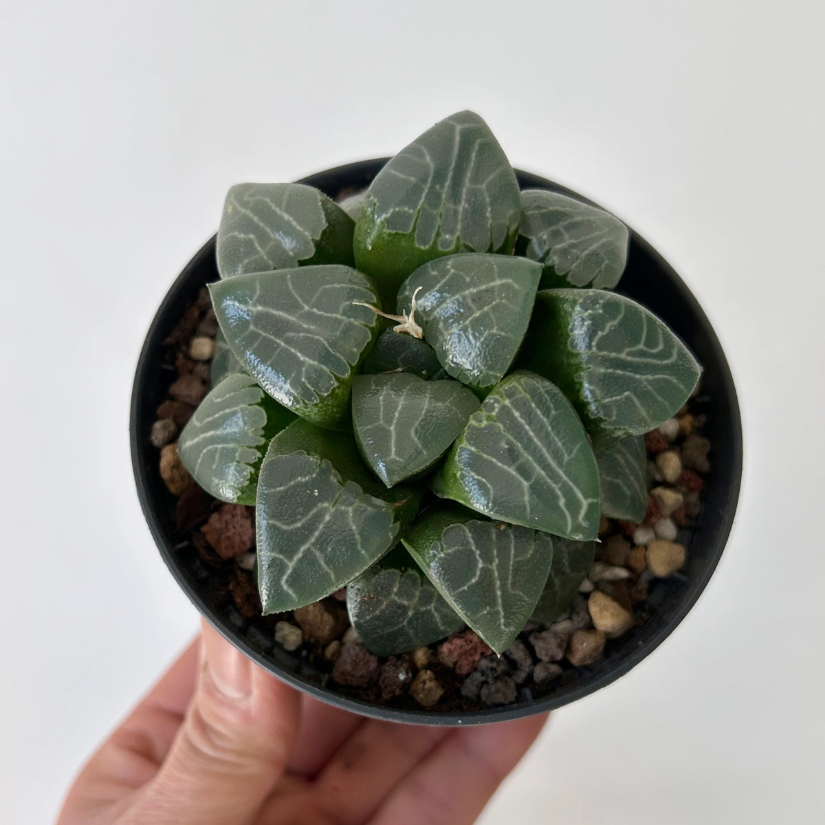 Haworthia “Tsukikage” 3.5”pot
