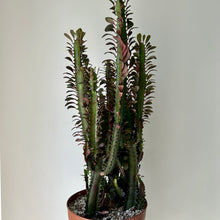 Load image into Gallery viewer, African Milk Tree (Euphorbia Trigona) RUBRA 2.5ft tall  10&quot;” pot
