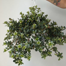 Load image into Gallery viewer, Goldfish Plant (Nematanthus) “Variegated  8” Hanging Basket
