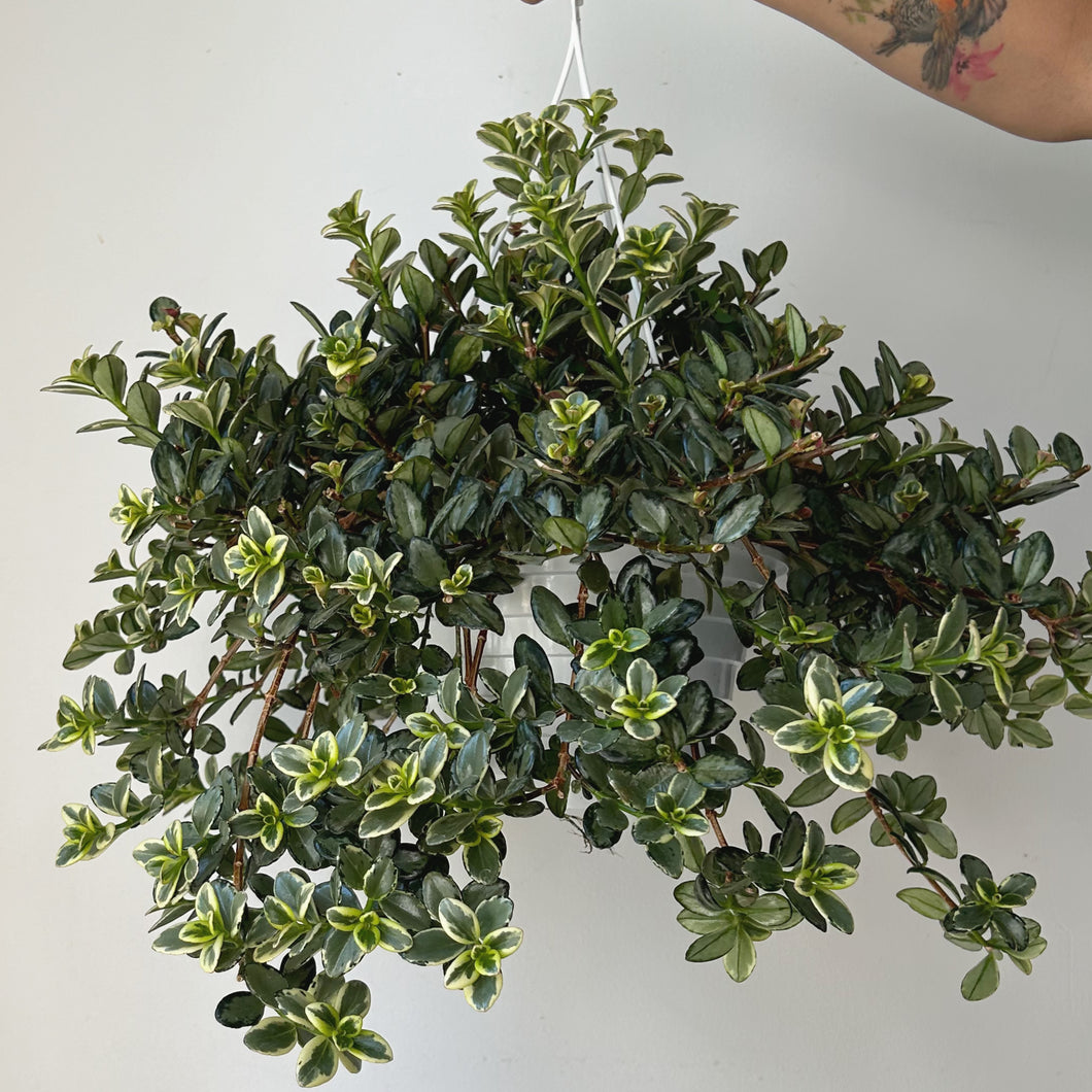 Goldfish Plant (Nematanthus) “Variegated  8” Hanging Basket