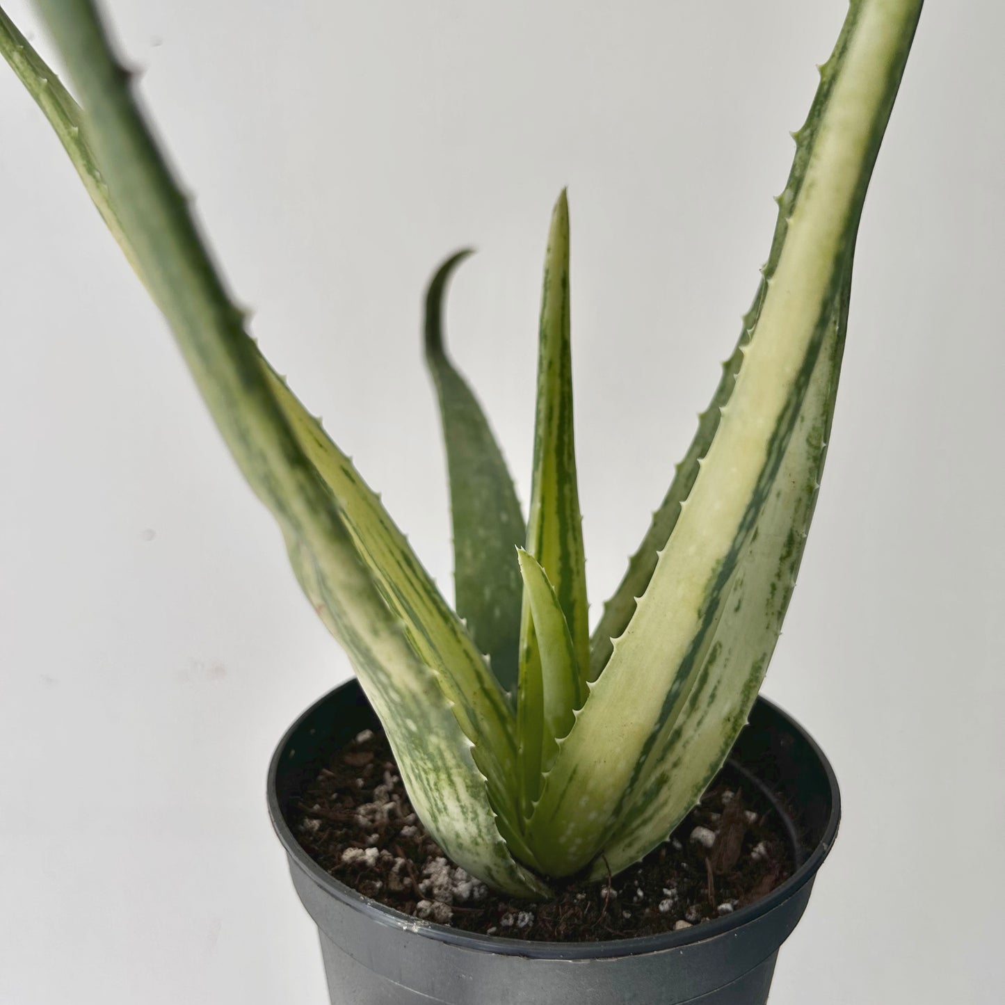Variegated Aloe arborescens 4” pot