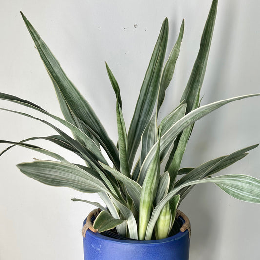 Sansevieria “Sayuri” approximately 2ft tall in 8”pot