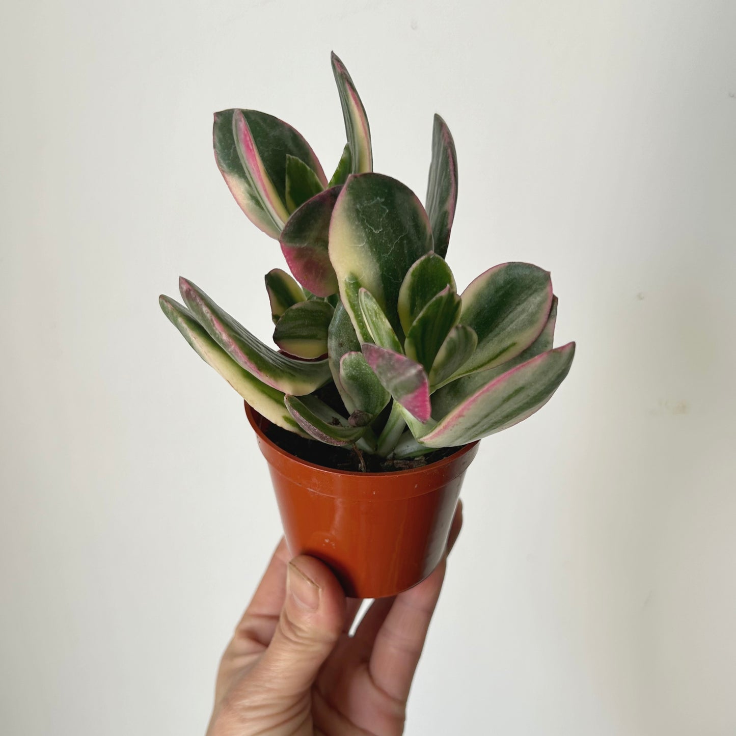 Variegated Jade Succulent (Crassula Ovata Tricolour) 2.75"pot