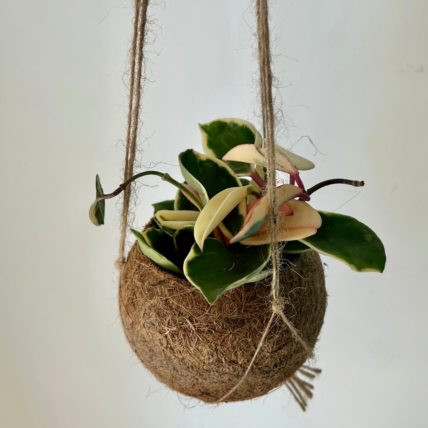 Suspended Kokedama Sphere (Plant included)