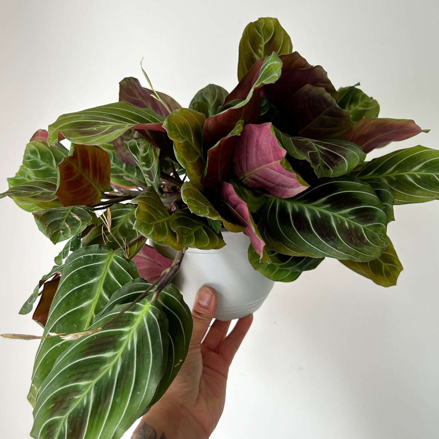 Maranta"Cat’s Moustache” 6” hanging basket