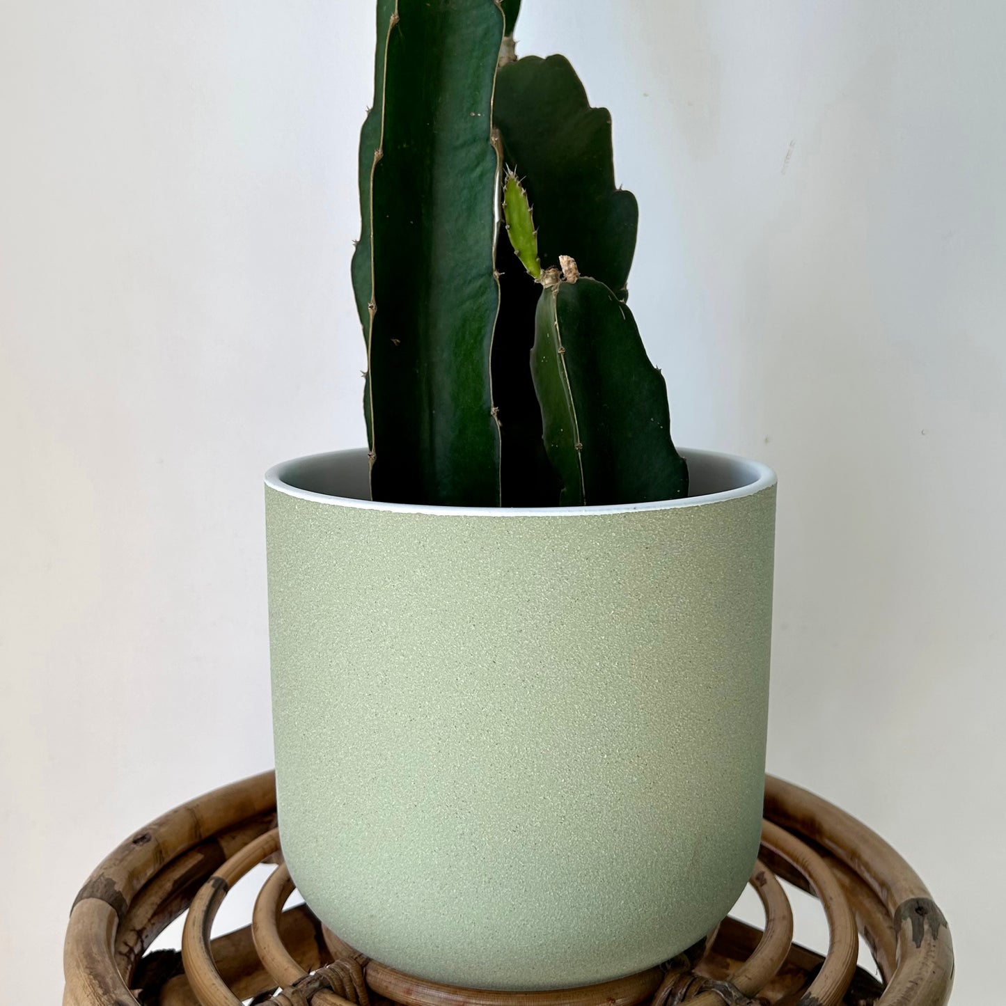 CLOVER Decorative Pot (available in two sizes)