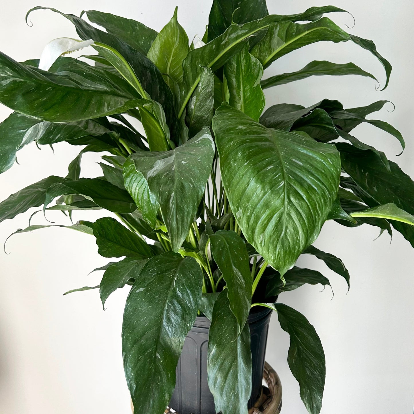 Variegated Peace Lily “Domino” approximately 3ft tall 10”pot