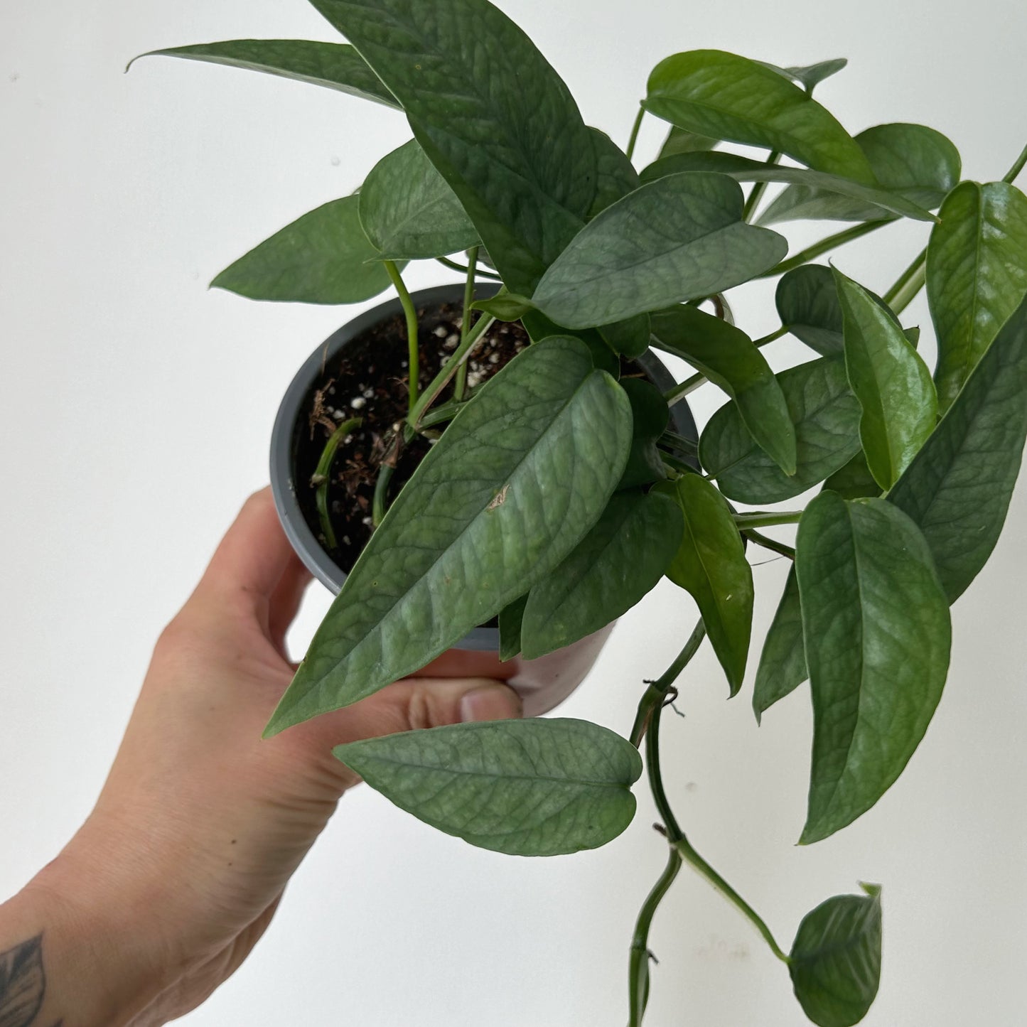 Pothos “Cebu Blue” 4”pot