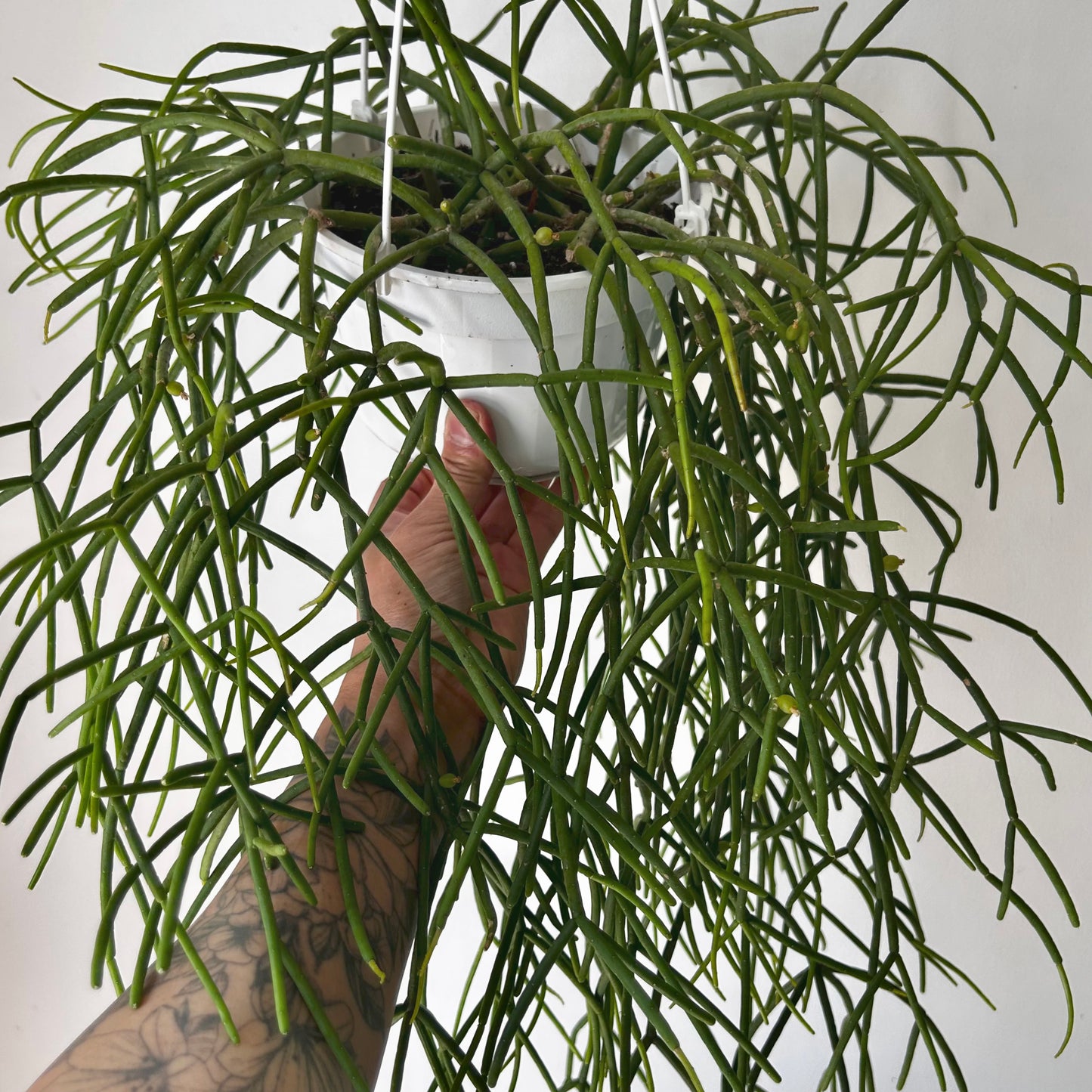 Rhipsalis shaferi 6” hanging basket