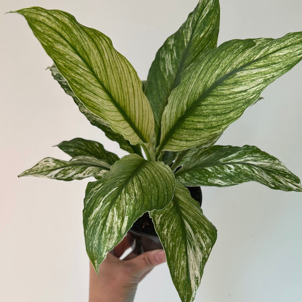Spathiphyllum Variegated "Jessica" 4” pot