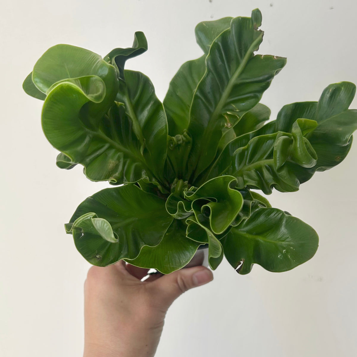 Cobra Fern (Asplenium nidus 'Cobra') 3.5” pot