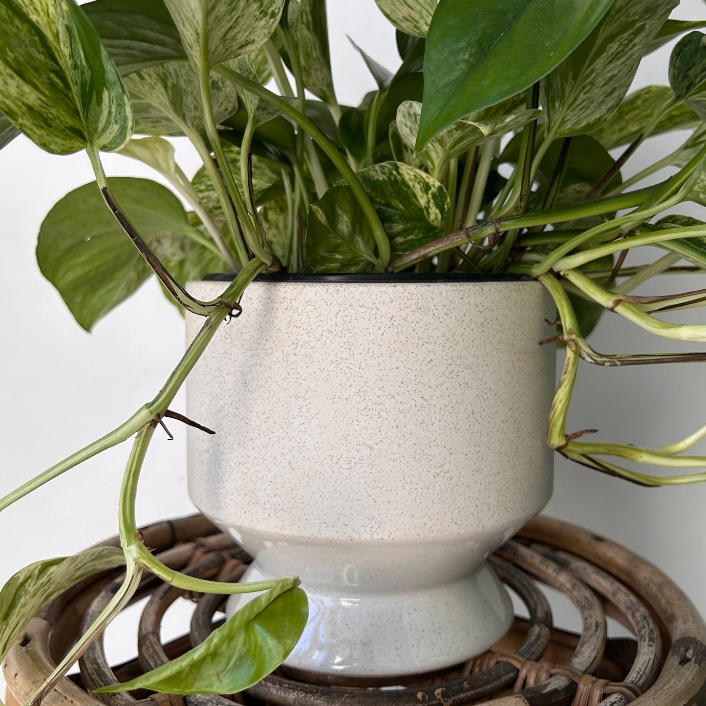 PASADENA Decorative Raised Planter (Matte Cream Speckled)  6”x6”