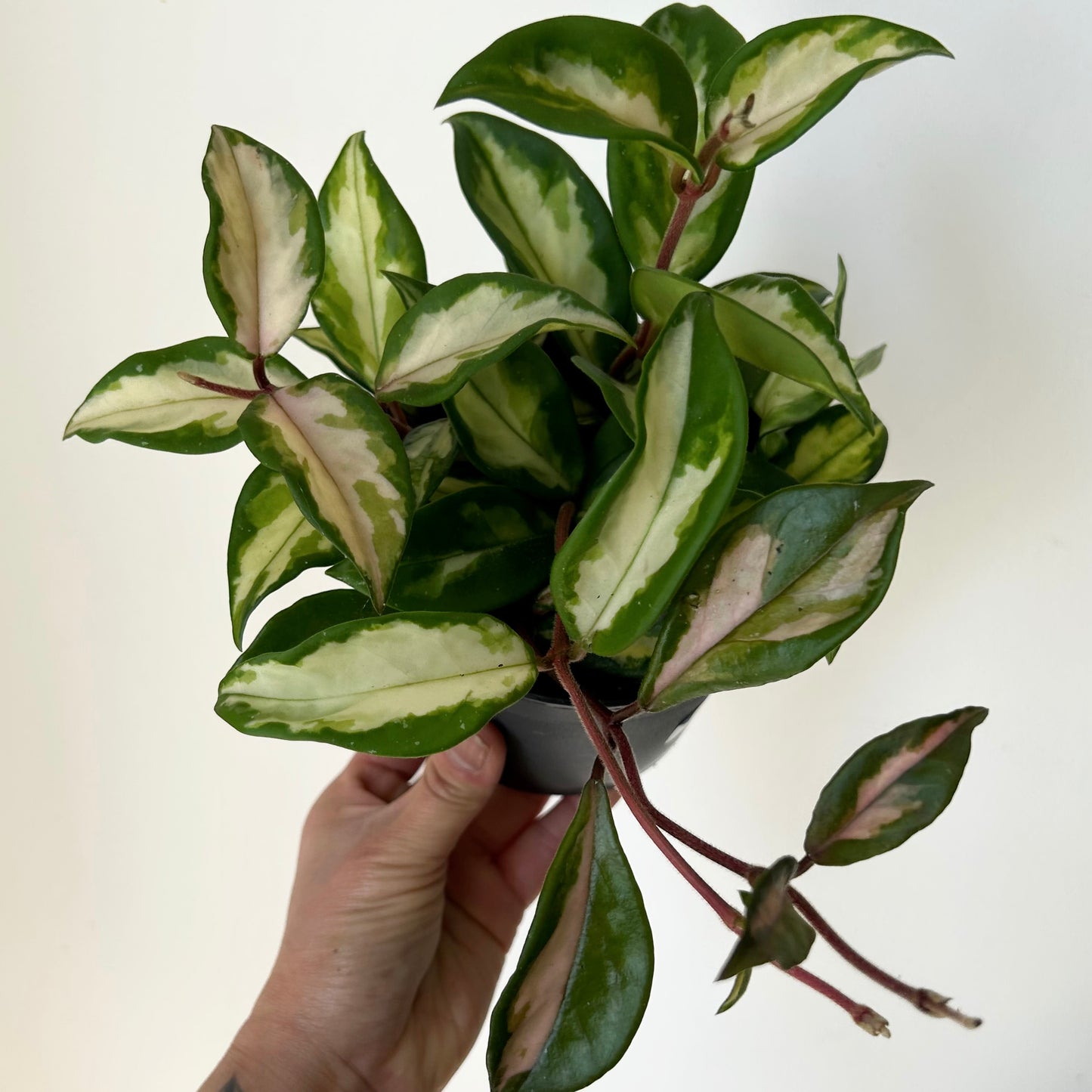 Hoya Tricolour "Krimson Princess" 5”pot