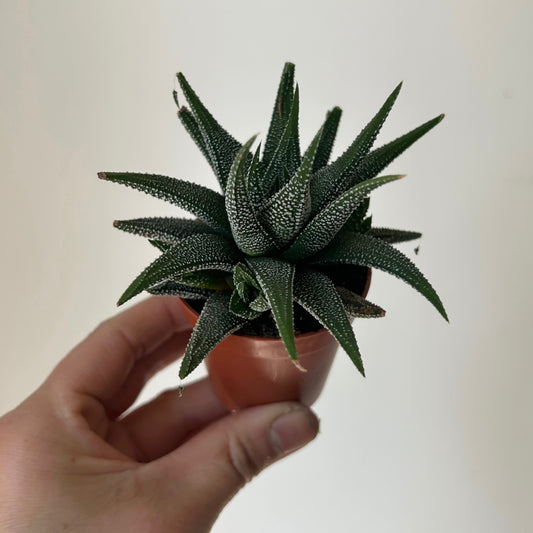 Haworthia Concolour 2.5" pot