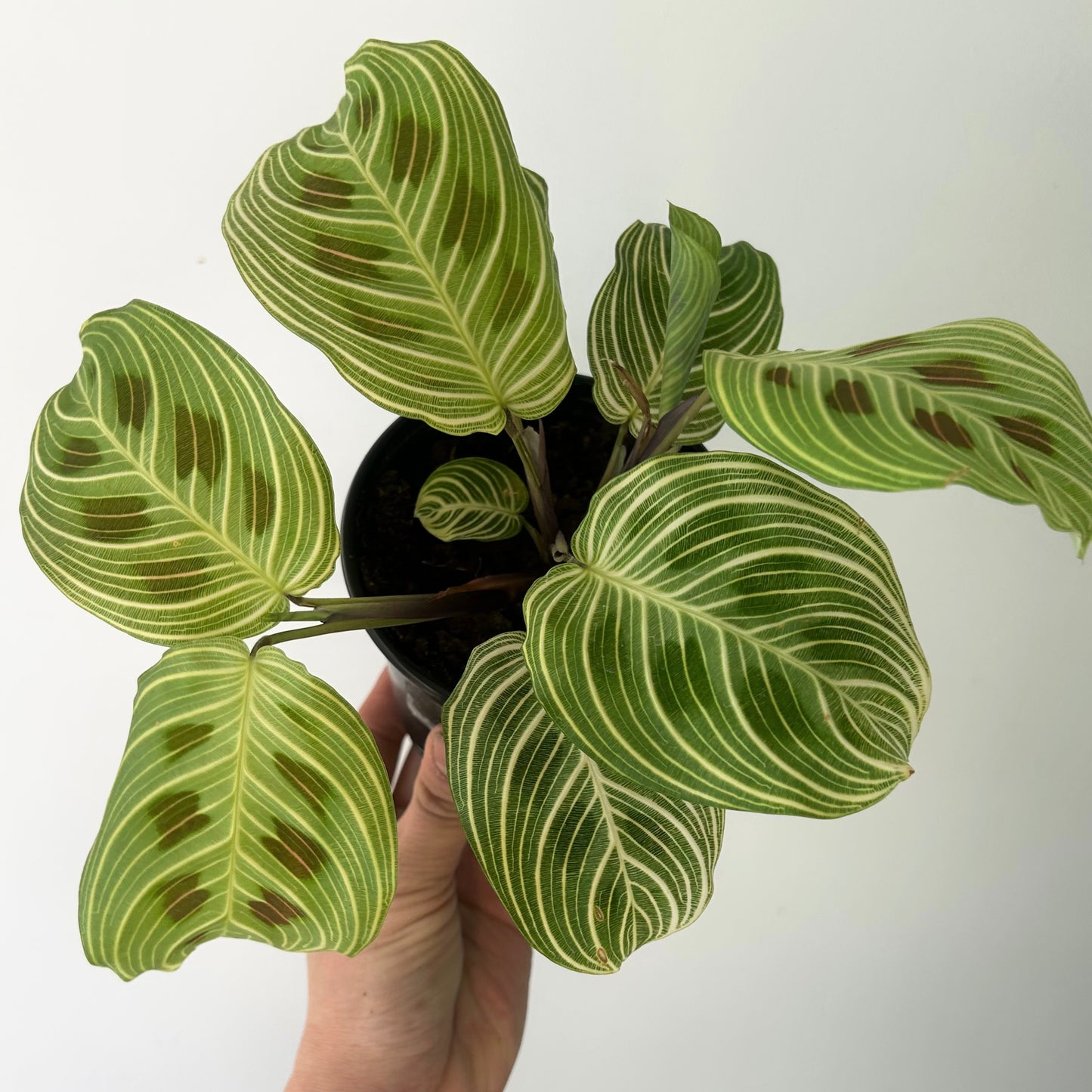 Gold Lines Prayer Plant (Maranta) 3.5” pot