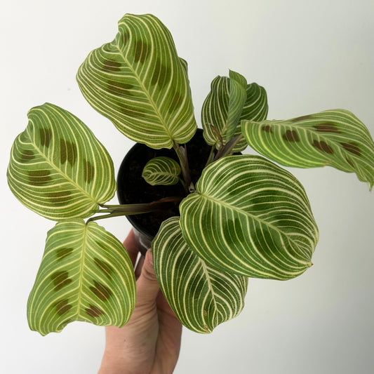 Gold Lines Prayer Plant (Maranta) 4” pot