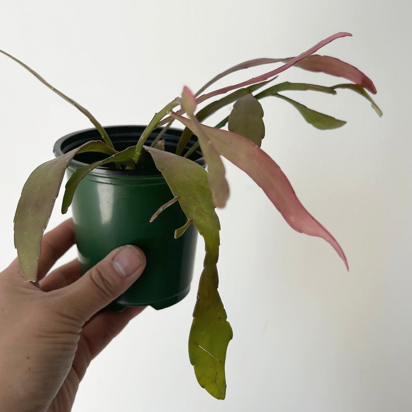 Kimnachia ramulosa 3.5” pot