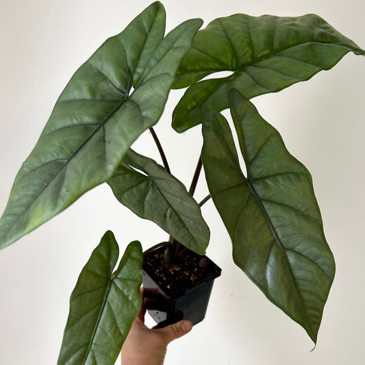 Alocasia Corazon 4”pot