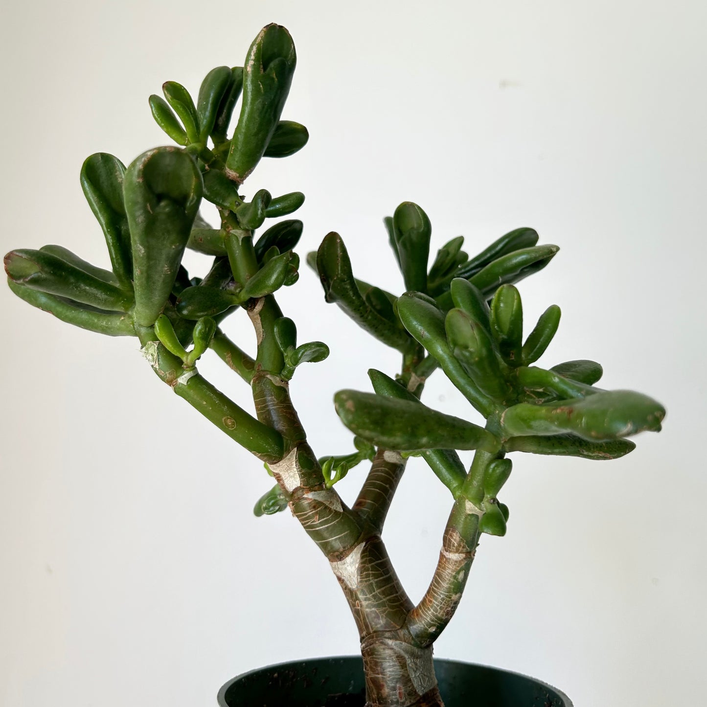 Hobbit Jade (Crassula) 4” pot