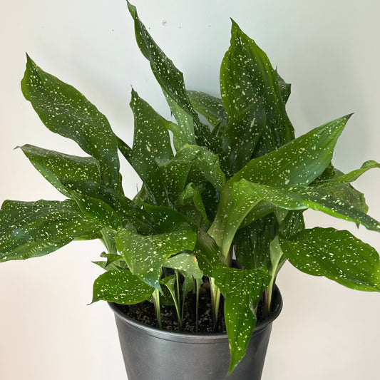 Cast Iron Plant (Aspidistra) “Mary Sizemore” approximately 2.5ft tall in  11”pot