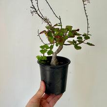 Load image into Gallery viewer, Bonsai Mint (Plectranthus ernstii, ) 4” pot
