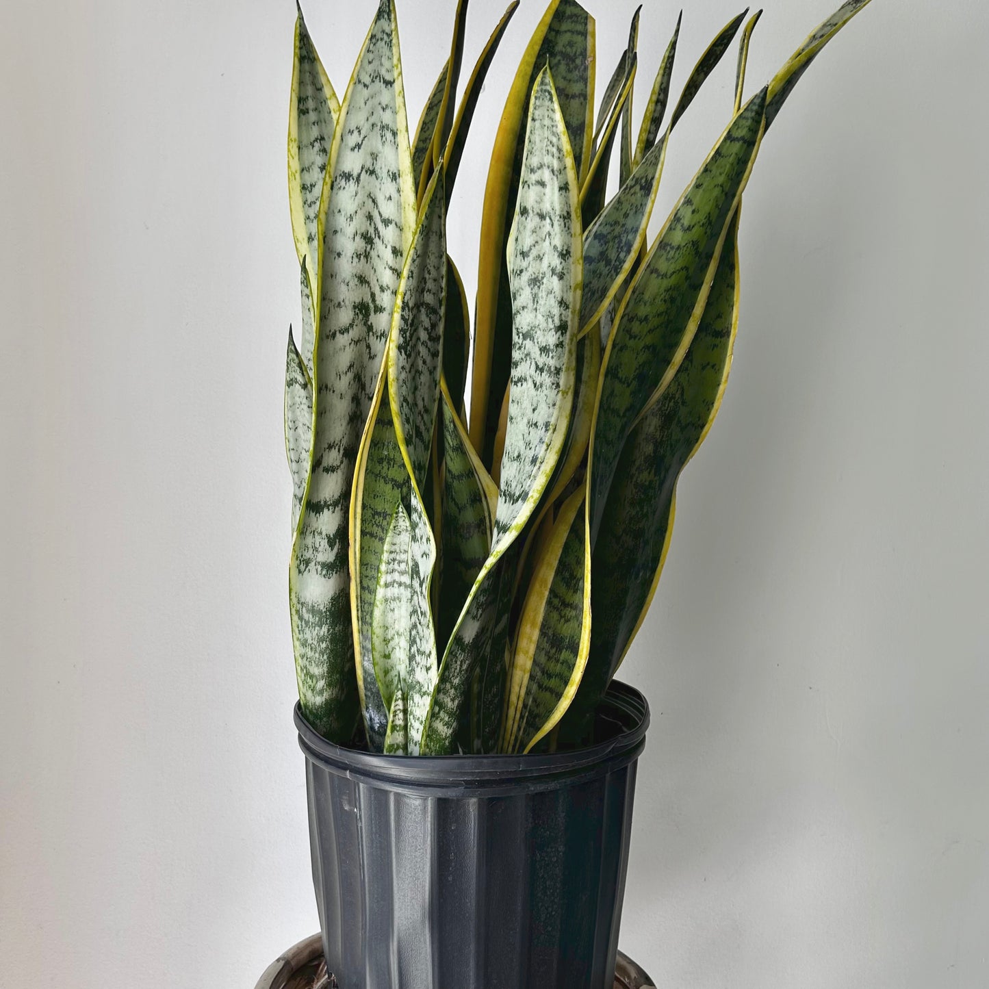 Sansevieria Laurentii approximately 3ft ft tall in 10” pot