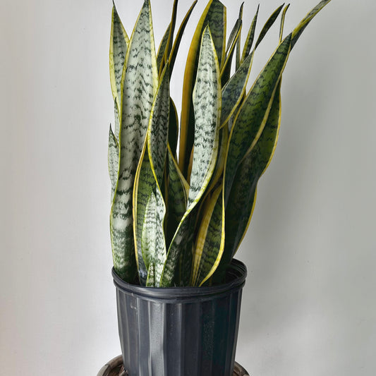 Sansevieria Laurentii approximately 3ft ft tall in 10” pot