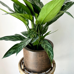 ARTURO Cylindrical Planter COPPER colour (available in 2 sizes)