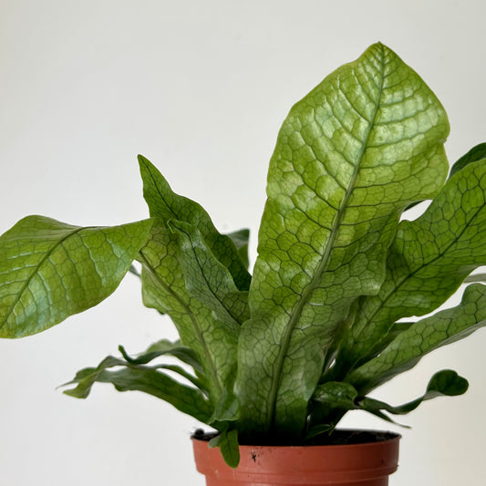 Crocodile Fern (Microsorum musifolium) 4”pot
