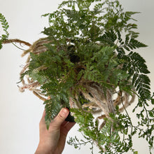 Load image into Gallery viewer, Rabbit Foot Fern (Davallia fejeensis) 6” pot
