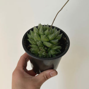 Haworthia Cooperi 3.25”pot