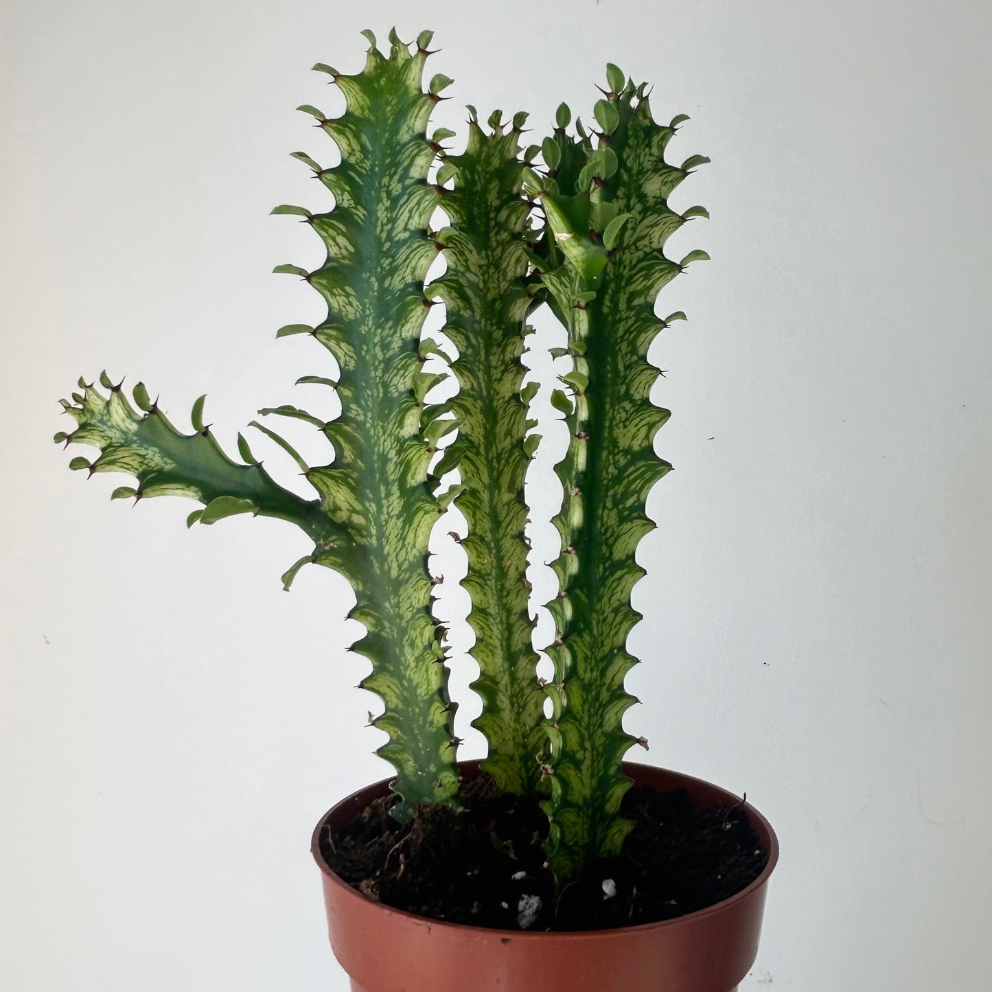 Euphorbia trigona variegata in 5”pot