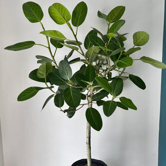 Ficus benghalensis “Audrey” tree (approximately 4ft tall) in 10” pot