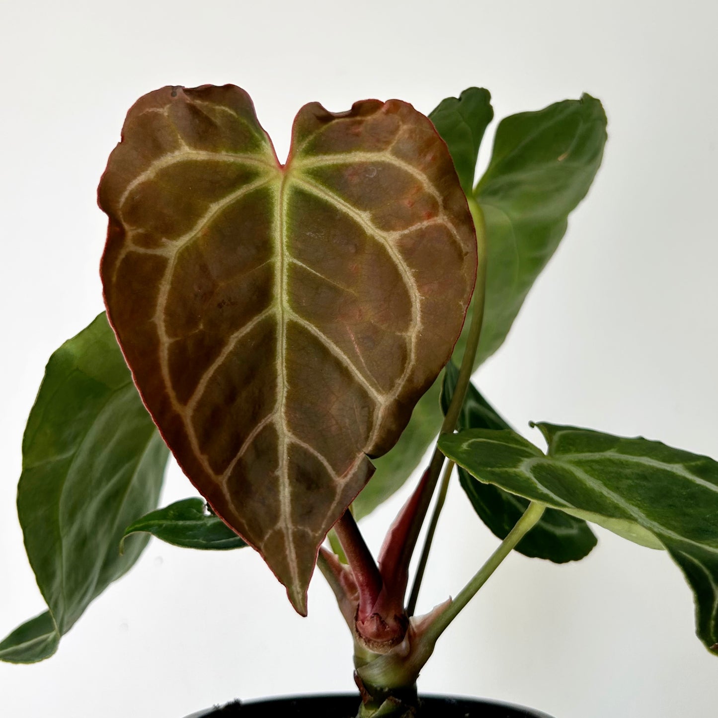 Anthurium crystallinum 3.5”pot