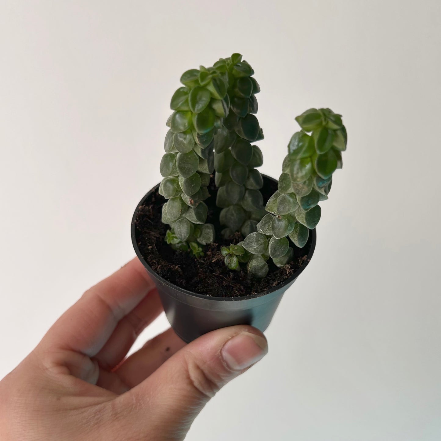 Peperomia columella 2.5" pot