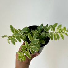 Load image into Gallery viewer, Lipstick Plant Aeschynanthus &#39;Bolero Bicolour&#39; 4” pot
