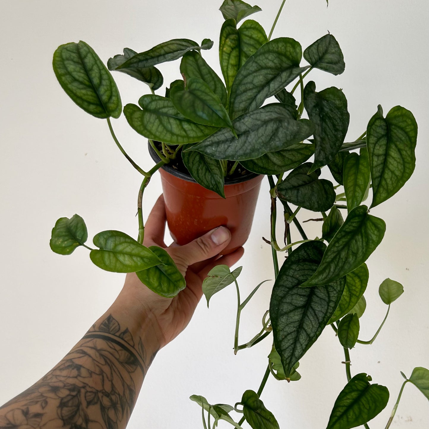 Monstera Siltepecana 4” pot